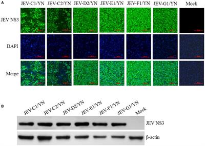 Corrigendum: A metagenomic analysis of mosquito virome collected from different animal farms at Yunnan–Myanmar border of China